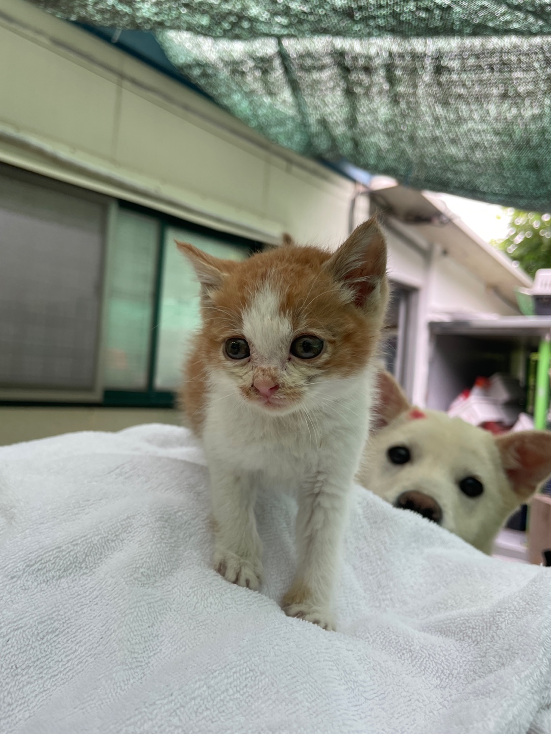 [고양이] 한국 고양이 경남-밀양-2025-00445 유기동물 배경 이미지 입니다.